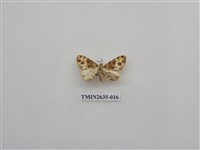 藏品(尺蛾162)的圖片